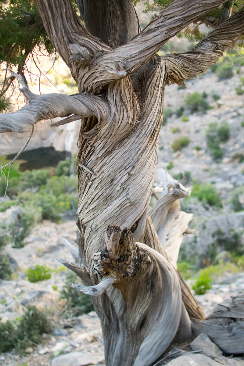 juniper tree on Jebel Akhdar