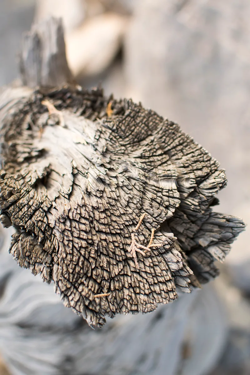 juniper tree dry on Jebel Akhdar