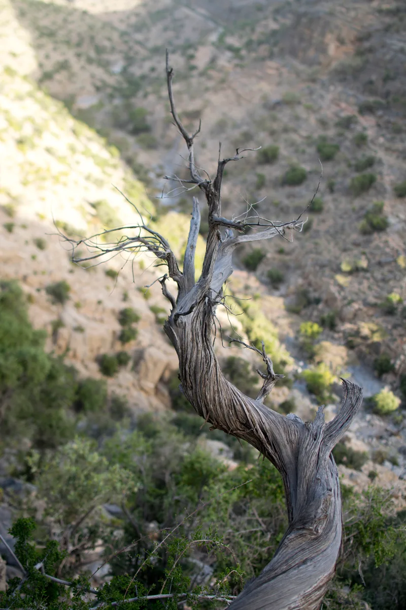 juniper tree trunk on Jebel Akhdar