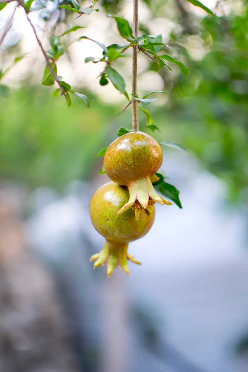 pomegranate on Jebel Akhdar
